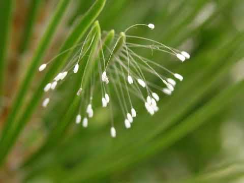Rarest Youtan Poluo Flower