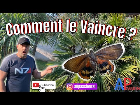 Lutter contre le papillon des palmiers paysandisia