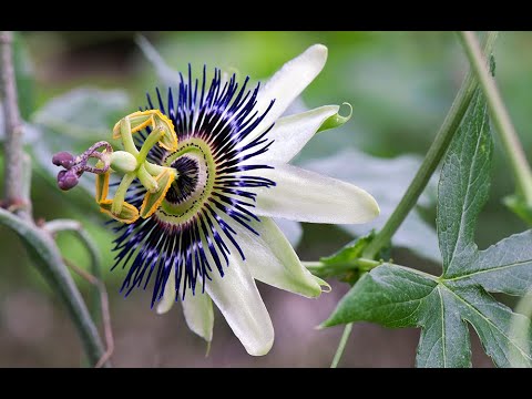 TOUT SAVOIR SUR LA FLEUR DE LA PASSION (PASSIFLORE) : BOTANIQUE, HISTOIRE DU NOM, PARTICULARITÉS