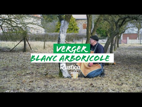 Chauler le tronc des arbres fruitiers
