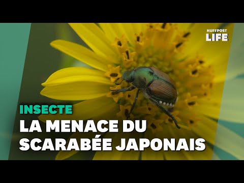 Le scarabée japonais, menace imminente pour la flore française