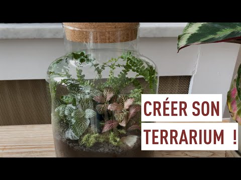 Créer son propre terrarium de plantes !