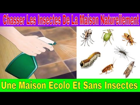 Chasser Les Insectes De La Maison Naturellement - Une Maison Ecolo Et Sans Insectes