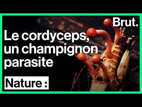 Ce champignon parasite change les insectes en zombies