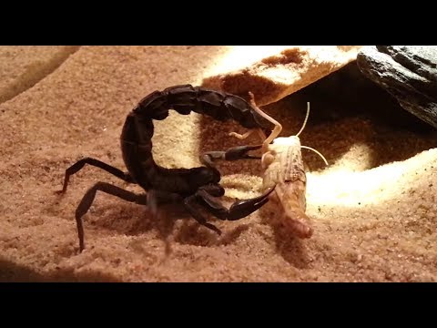 Androctonus mauritanicus - Spectacular Kill !