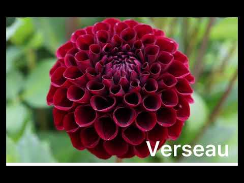 Les fleurs selon ton signe astrologique