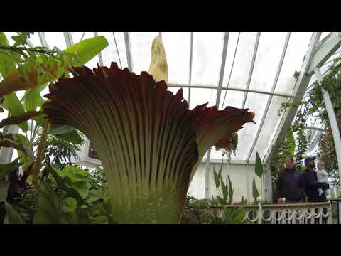Corpse Flower time lapse