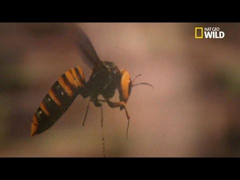Frelons VS abeilles
