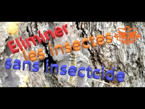 ELIMINER LES INSECTES SANS INSECTICIDE c'est possible détails et explication dans cette vidéo