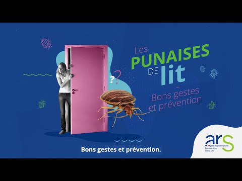 Les punaises de lit (2/3) : bons gestes et prévention