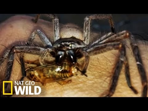 L'araignée Sparassidae dévore un criquet