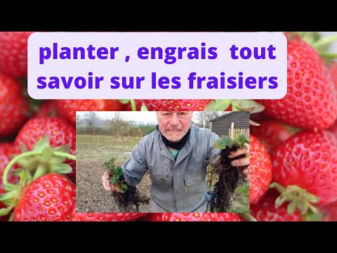 les fraisiers : plantation , engrais ; comment avoir de beaux fruits
