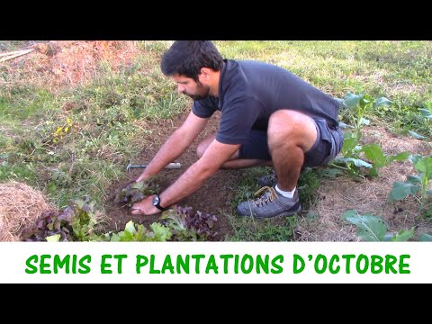 QUE SEMER ET PLANTER EN OCTOBRE ?