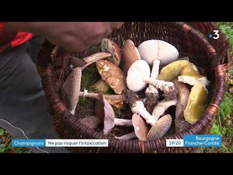 Champignons comestibles ou toxiques ? Les conseils pour éviter de s’empoisonner
