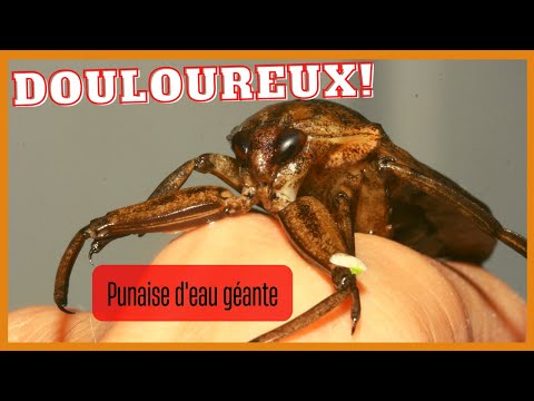La piqûre de la punaise d