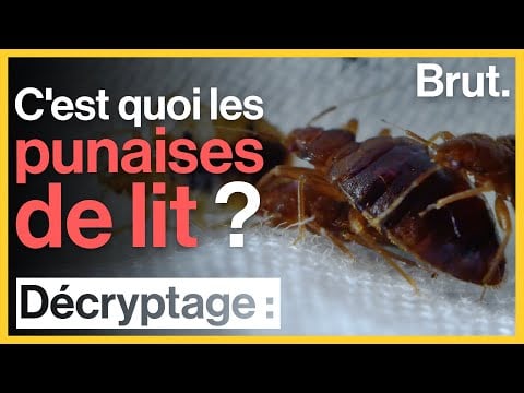 L'enfer des punaises de lit