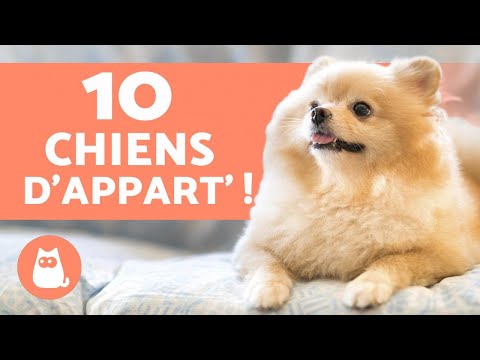 10 races de CHIENS d'APPARTEMENT 🏠 (Les meilleurs !)