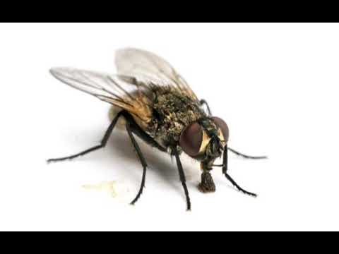 LES MOUCHES PIQUENT-ELLES ?
