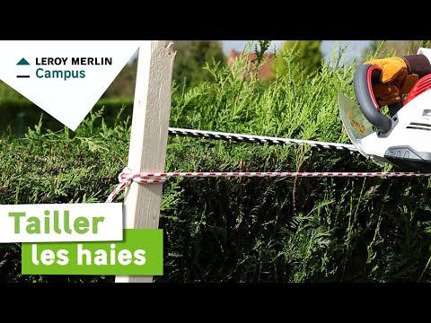 Comment tailler les haies ? Leroy Merlin