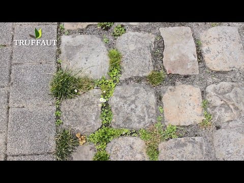 Éliminer les mauvaises herbes dans une allée - Truffaut