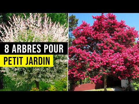 8 Petits ARBRES pour Petit JARDIN !