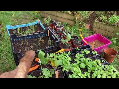 Le potager fin octobre, hivernage, apport en compost, préparation pour l’hiver