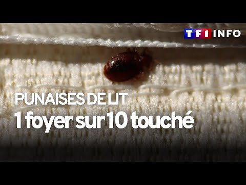 Punaises de lit : comment les repérer et surtout s'en débarrasser ?