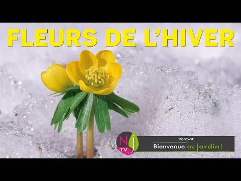 DES FLEURS EN HIVER, C’EST POSSIBLE ! UNE SÉLECTION DES PLUS BELLES ESPÈCES PAR PATRICK ET ROLAND