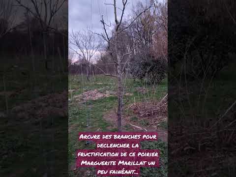 Arcure des branches, moins de taille et plus de fruits...