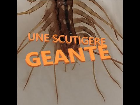 Je trouve une scutigère véloce géante de 20 cm de long chez un client