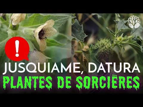 La jusquiame, le datura et la morelle noire, les belles vénéneuses !
