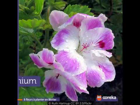8 fleurs à planter en février