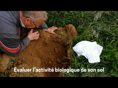 Planter un slip pour connaître l’état de son sol