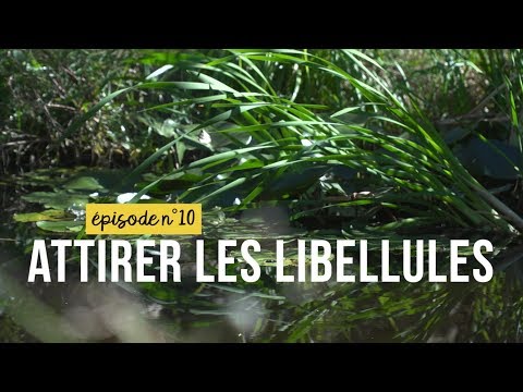 Mon jardin sans pesticides épisode n°10 : attirer les libellules