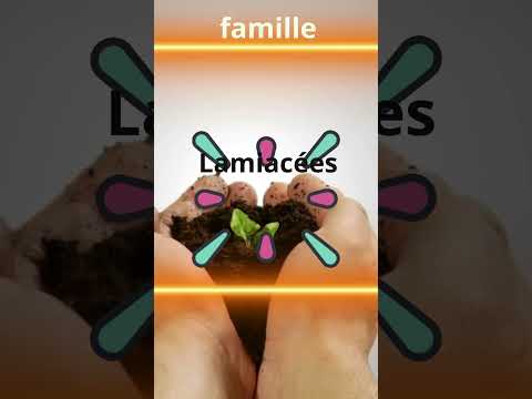 🌟Pourquoi Connaître le Nom et la Famille des Plantes est Essentiel ?  🌟