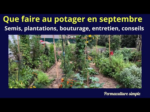 Que faire au potager en septembre ?