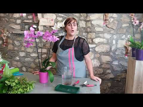 Comment entretenir et faire refleurir une orchidée.
