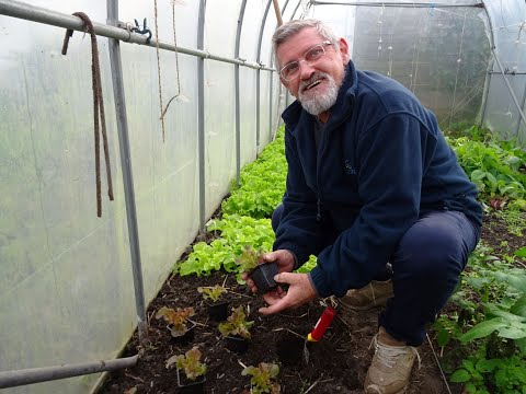 le 13/10/2024:Que peut on encore faire au potager en automne ?bilan de la saison etc...