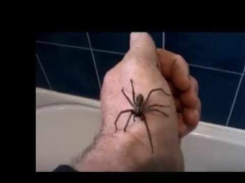 Araignée tégénaire, araignée des maison,araignée noire