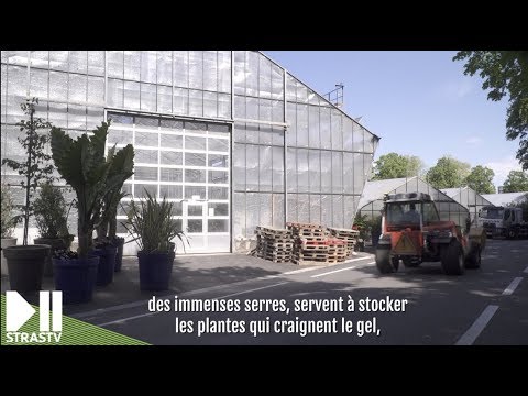Les secrets du fleurissement à Strasbourg