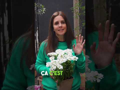 Les 3 plantes incontournables pour avoir une belle jardinière  #marguerite #iberis #euryops