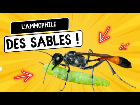 Bug quickie ep5 - l'Ammophile des sables, une guêpe solitaire parasite