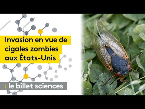 Les Etats-Unis redoutent l'invasion de "cigales zombies"
