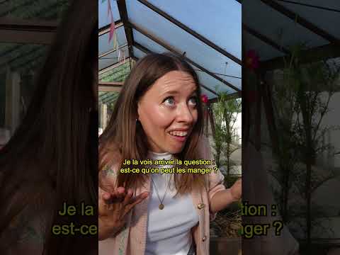 La morelle noire, pour un goûter haut en douleur