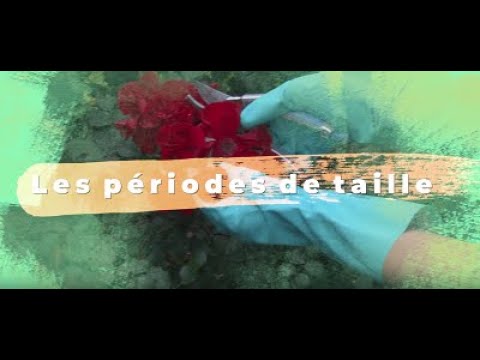 A quelle période faut-il tailler ? Conseils et astuces