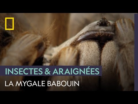 La mygale babouin et ses pièges high-tech