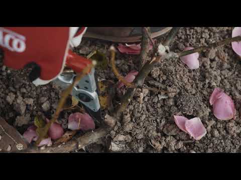 Taille d'automne des rosiers 🌹 - Jean-Luc Pasquier