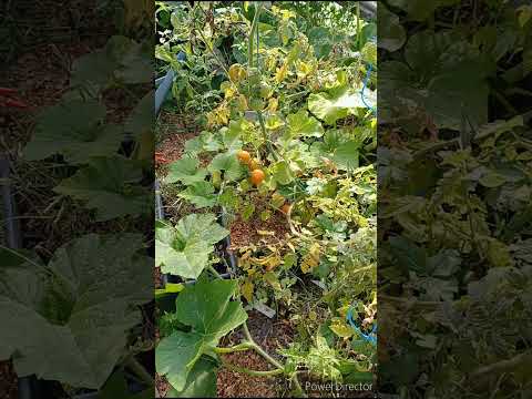 😂La nature est cruelle dans mon potager😂