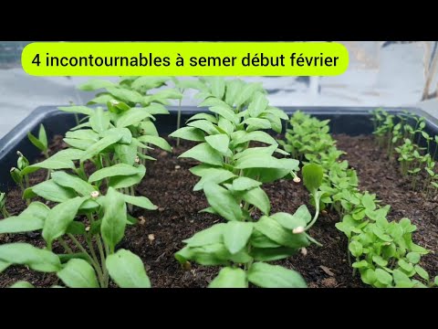 4 légumes à semer absolument en février - 2025