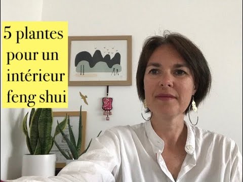 Les plantes 🌱 d’intérieur en feng shui